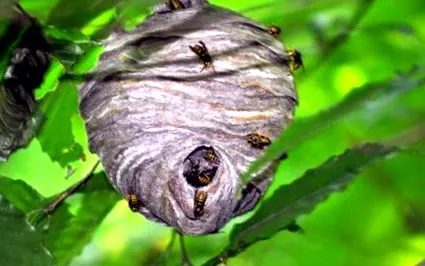 hornet trăsături