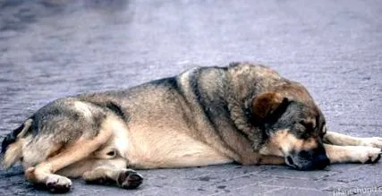 boli câinele
