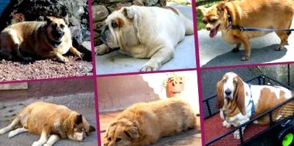 Корнелија Јуринг