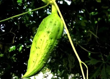 castravete