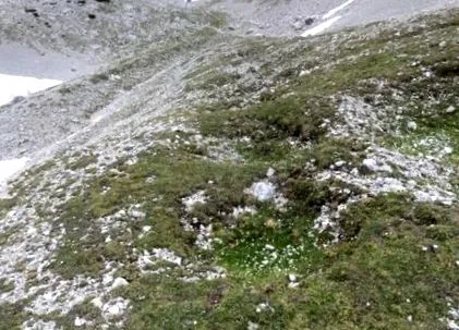 рігелкарспітце