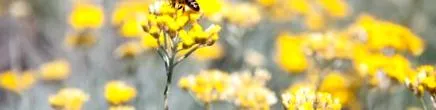 immortelle