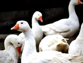 jauntaler salami