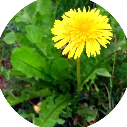 megöl nyulak