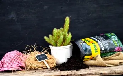 cactușii