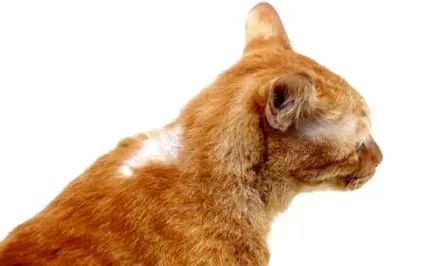 кота
