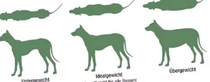 döntő szerepet játszik