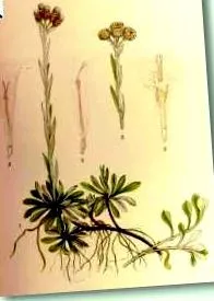 ierburi