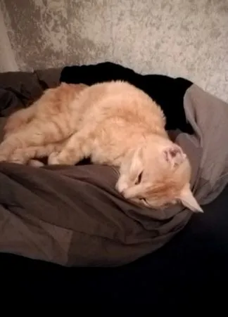 pierde pierde