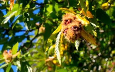 castane
