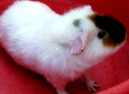 animale mici