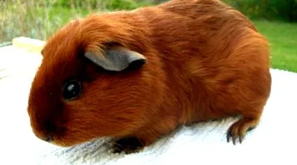 mici animale