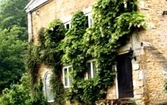 knotweed knotweed