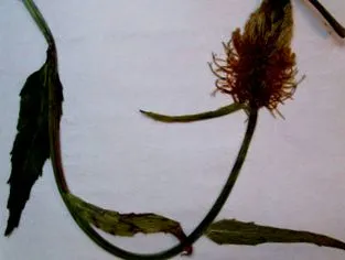 fiatal levelek