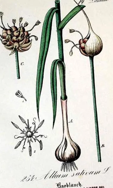 fokhagyma