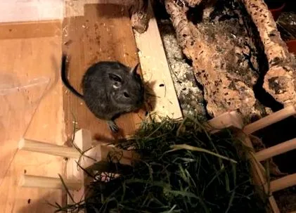 degu