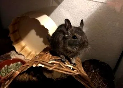 degu