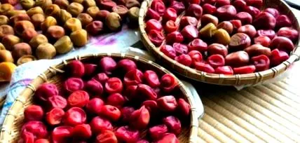 umeboshival