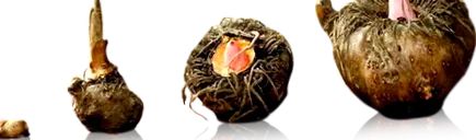 тенка