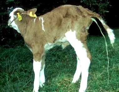 jelenti hogy