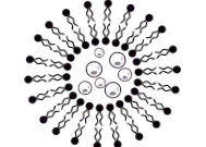 lipozomale