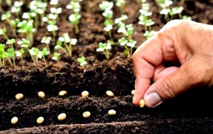 germinare