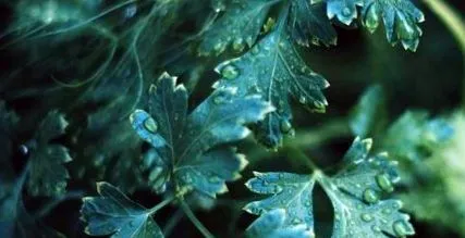 lovage