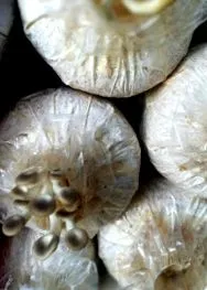 thailandei