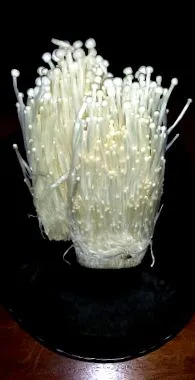 blogul
