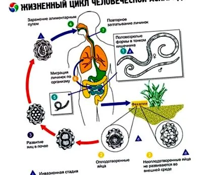 életciklusa