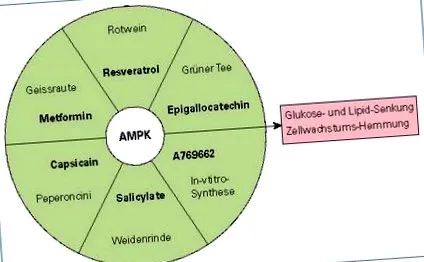 metabolikus
