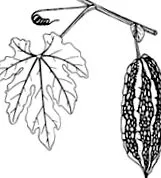 charantia