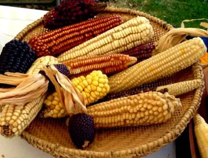 кукурудзи