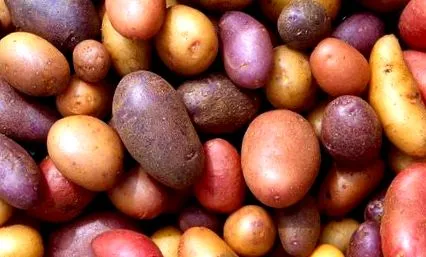 használok