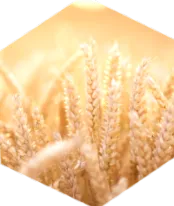 alimentare