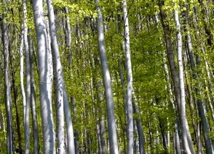 plantă