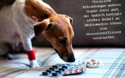 teljes kutyaeledel