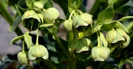 hellebore