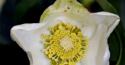 hellebore
