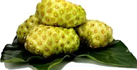 citrifolia morinda