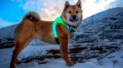 lighthound