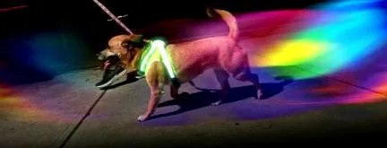 lighthound
