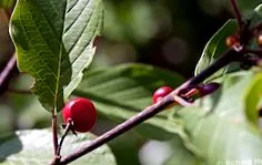 alnus сімейства крушинових