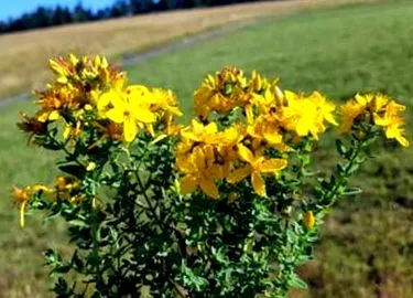 calului
