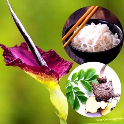 glucomannan