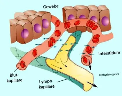 fiziologie fiziologie