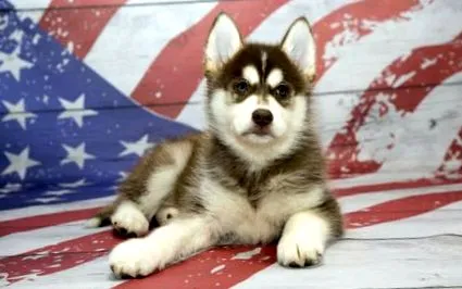Pomsky kutyák