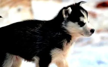 pomsky