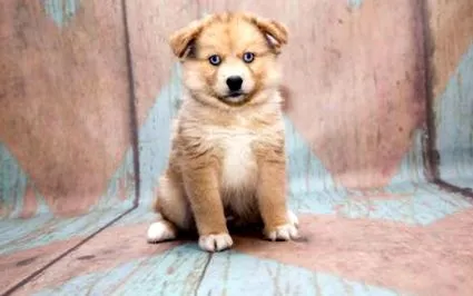 Pomsky kutya
