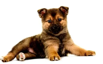 Pomsky kutyák
